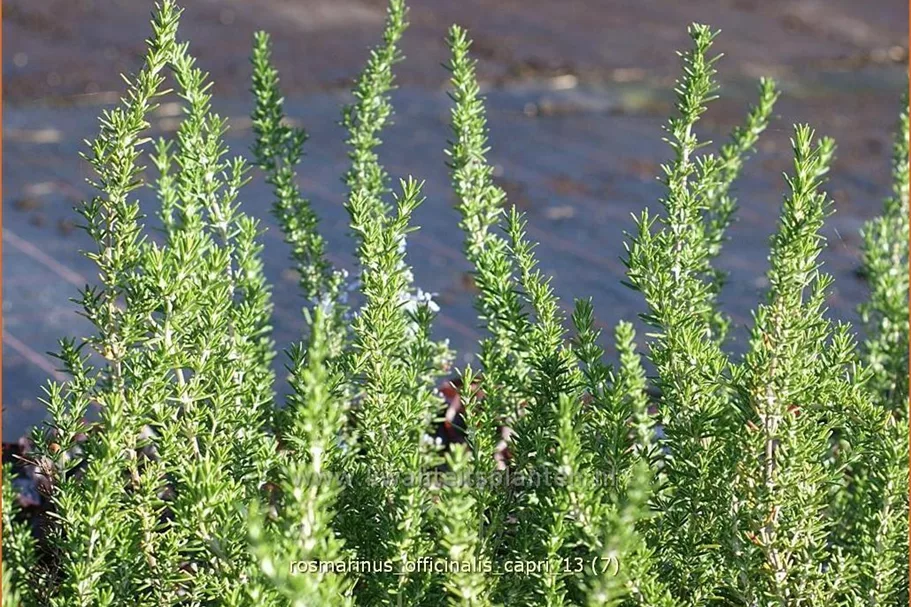 Rosmarinus officinalis 'Capri'
