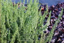 Rosmarinus officinalis 'Capri'