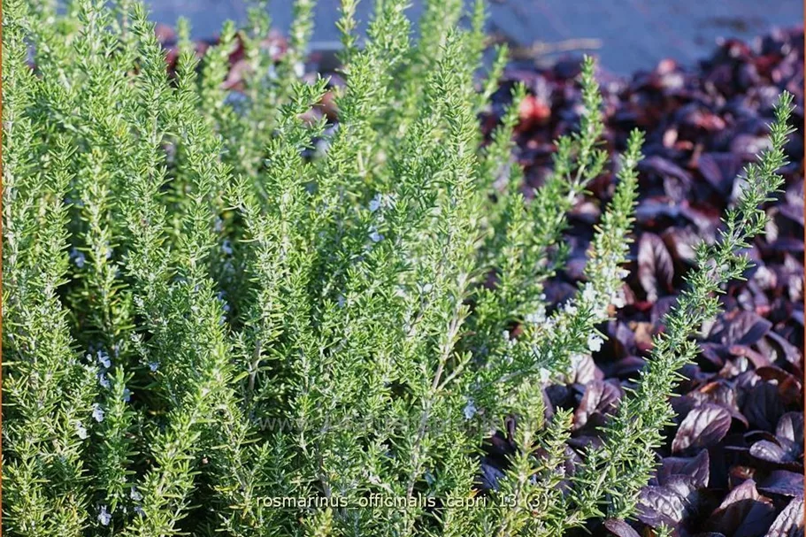 Rosmarinus officinalis 'Capri'