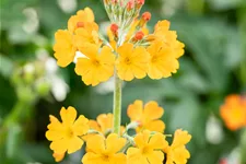 Primula bulleyana