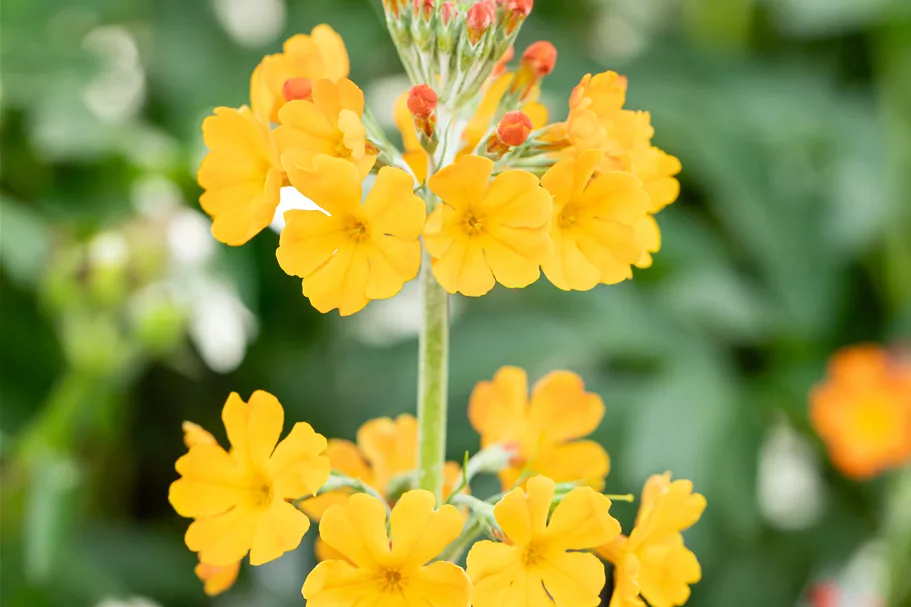 Primula bulleyana