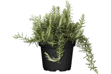 Rosmarinus officinalis 'Capri'