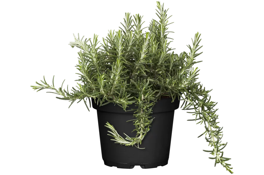 Rosmarinus officinalis 'Capri'