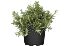 Rosmarinus officinalis 'Capri'