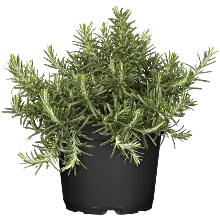 Rosmarinus officinalis 'Capri'
