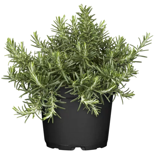 Rosmarinus officinalis 'Capri'