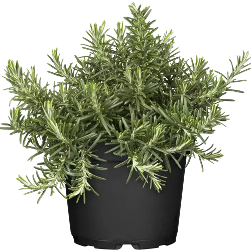 Rosmarinus officinalis 'Capri'