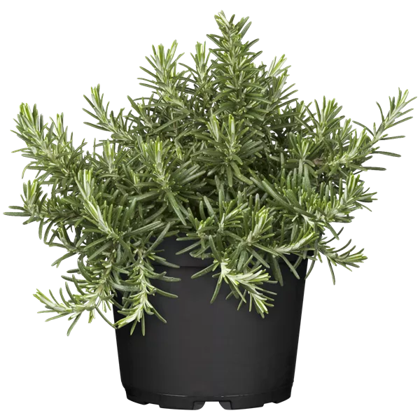 Rosmarinus officinalis 'Capri'