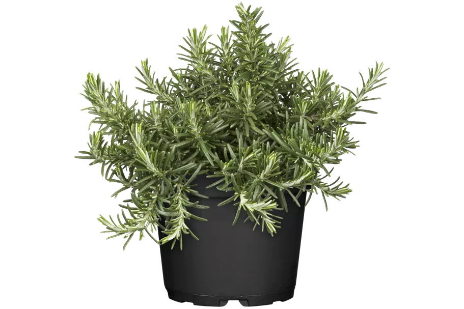 Rosmarinus officinalis 'Capri'