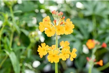Primula bulleyana
