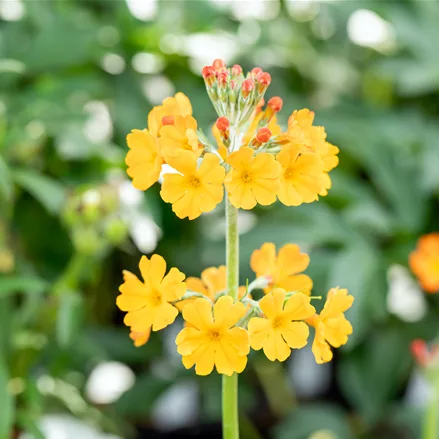 Primula bulleyana