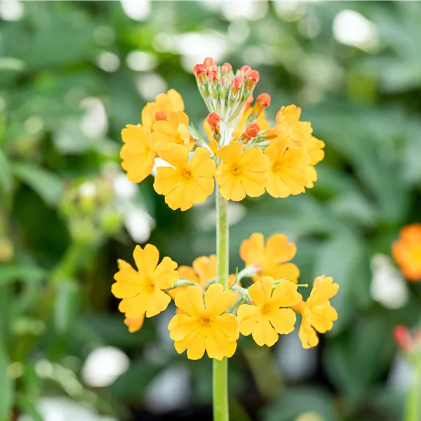 Primula bulleyana