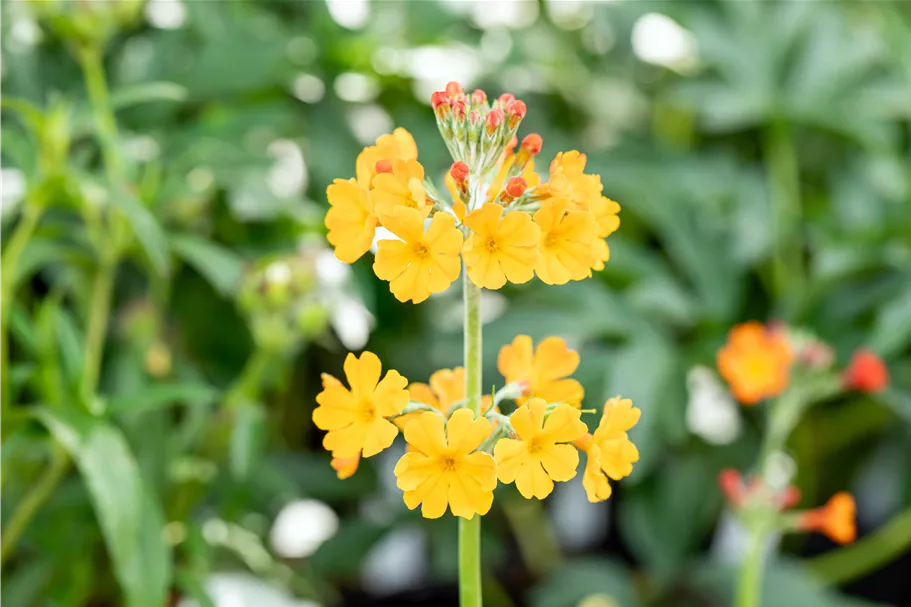 Primula bulleyana