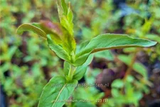 Pycnanthemum muticum