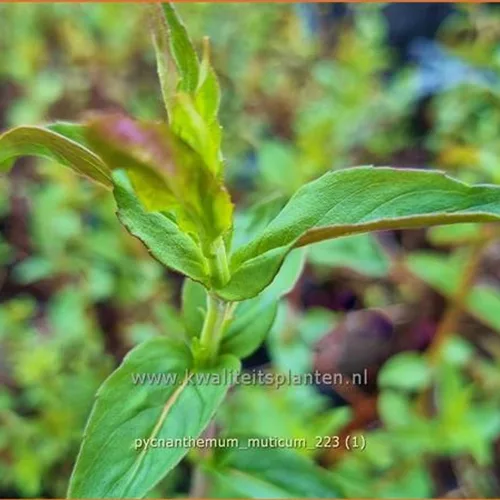 Pycnanthemum muticum