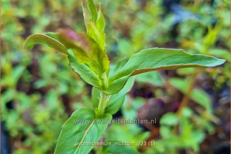Pycnanthemum muticum