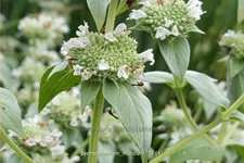 Pycnanthemum muticum