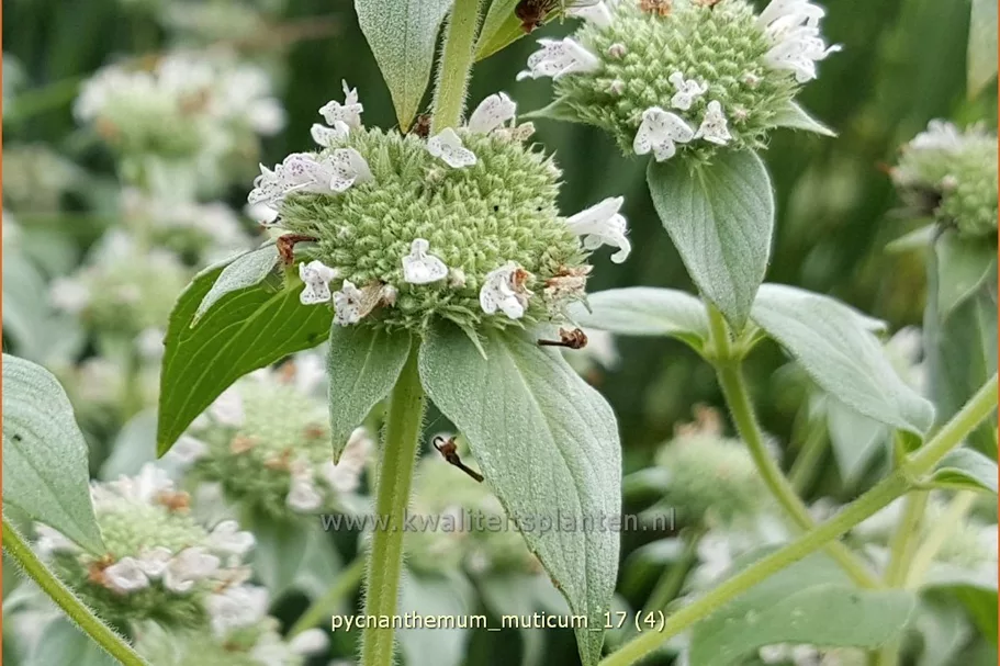 Pycnanthemum muticum