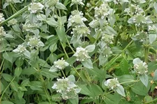 Pycnanthemum muticum