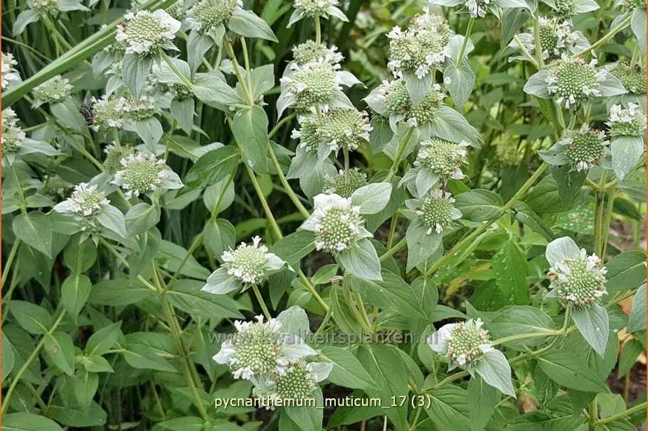 Pycnanthemum muticum