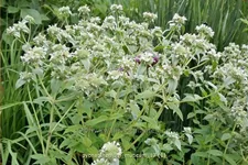 Pycnanthemum muticum