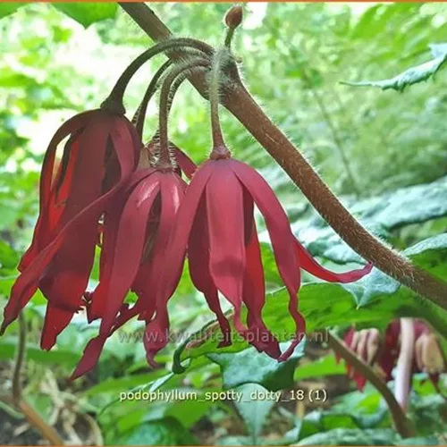 Podophyllum 'Spotty Dotty'