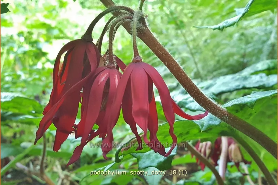 Podophyllum 'Spotty Dotty'