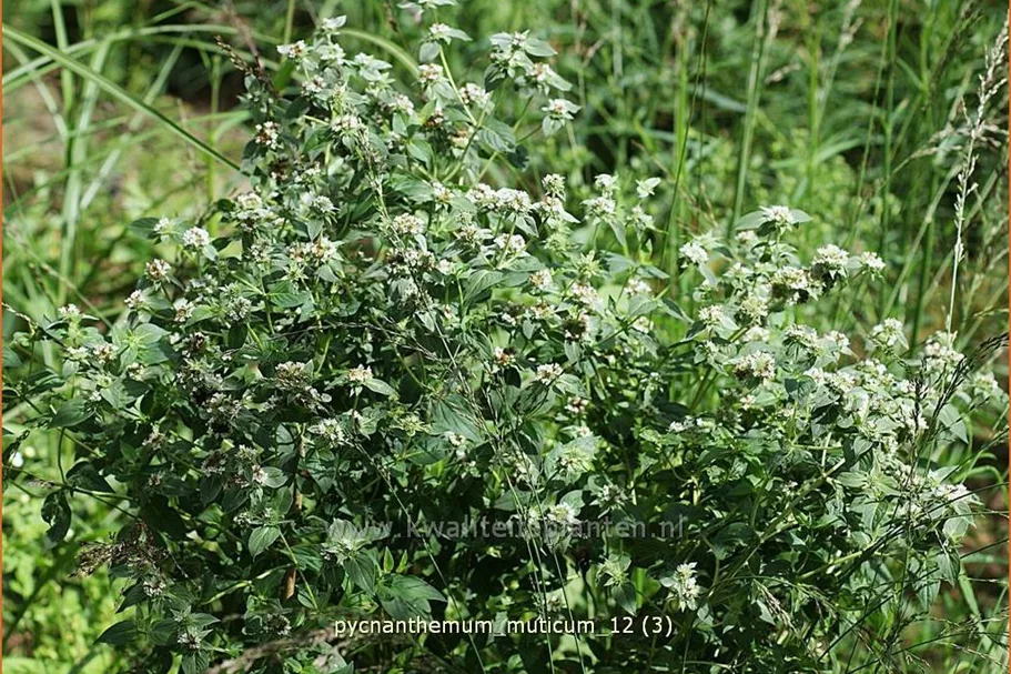 Pycnanthemum muticum