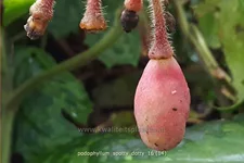 Podophyllum 'Spotty Dotty'