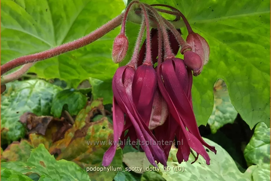 Podophyllum 'Spotty Dotty'
