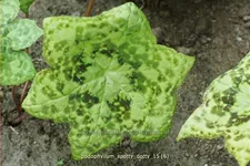 Podophyllum 'Spotty Dotty'