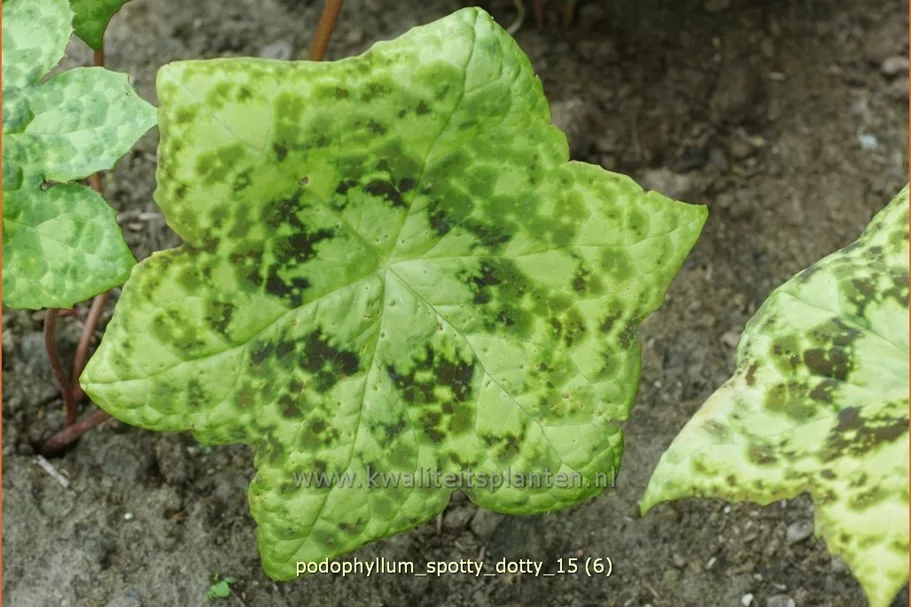 Podophyllum 'Spotty Dotty'