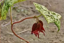 Podophyllum 'Spotty Dotty'