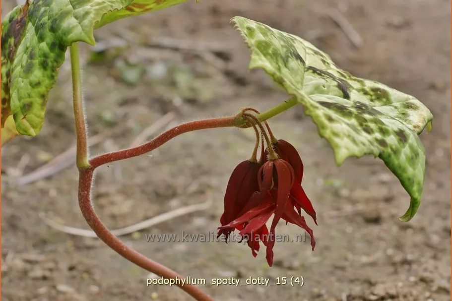 Podophyllum 'Spotty Dotty'