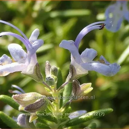 Rosmarinus officinalis 'Corsican Blue'