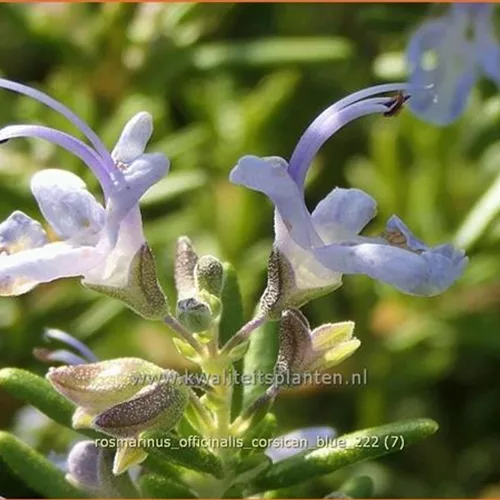 Rosmarinus officinalis 'Corsican Blue'