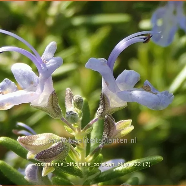 Rosmarinus officinalis 'Corsican Blue'