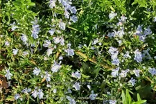 Rosmarinus officinalis 'Corsican Blue'