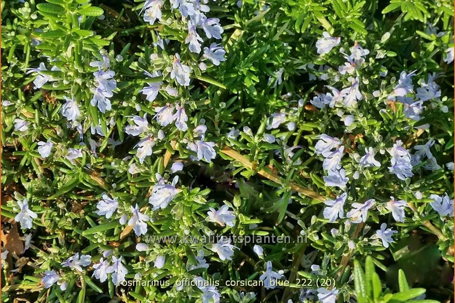Rosmarinus officinalis 'Corsican Blue'