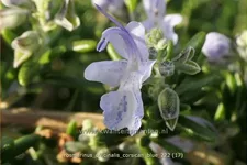Rosmarinus officinalis 'Corsican Blue'