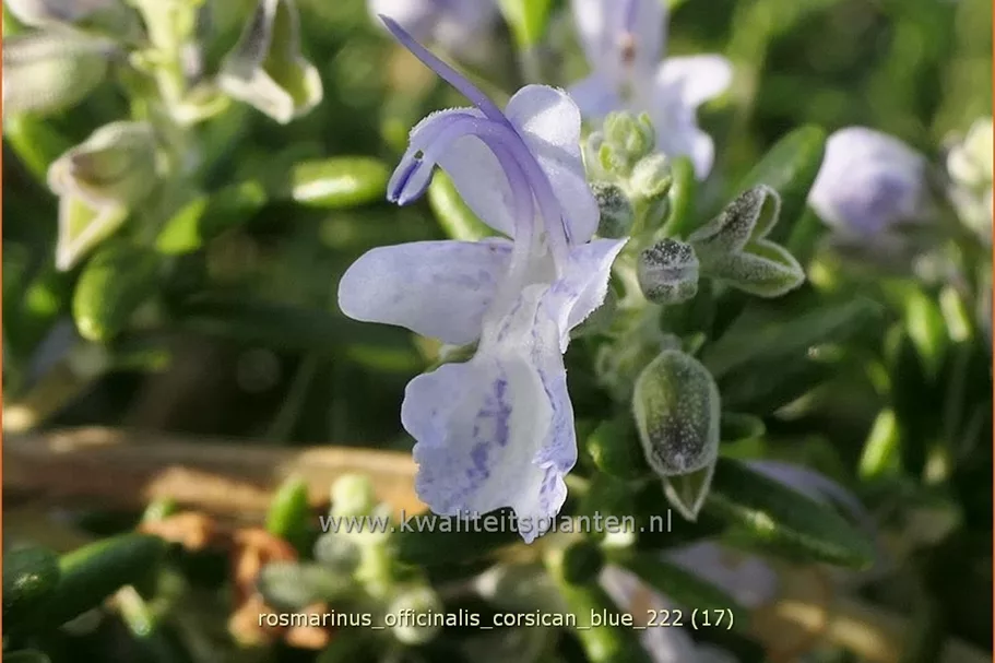 Rosmarinus officinalis 'Corsican Blue'