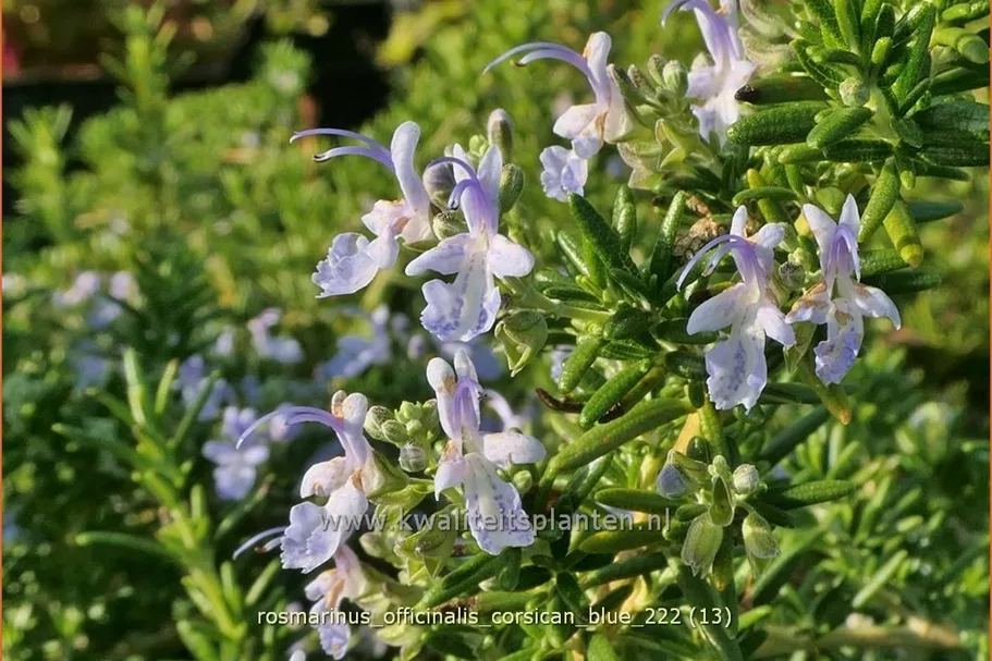 Rosmarinus officinalis 'Corsican Blue'