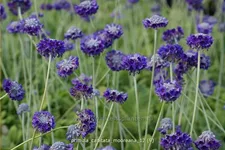 Primula capitata mooreana