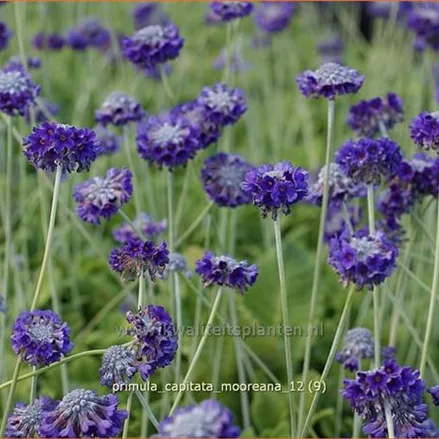 Primula capitata mooreana