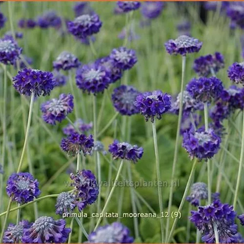 Primula capitata mooreana