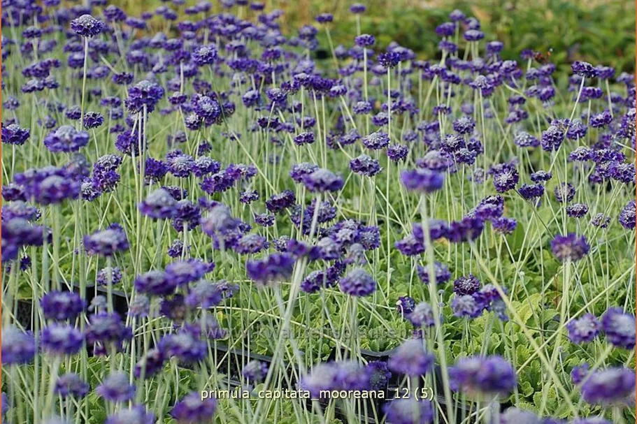 Primula capitata mooreana