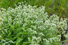 Pycnanthemum pilosum