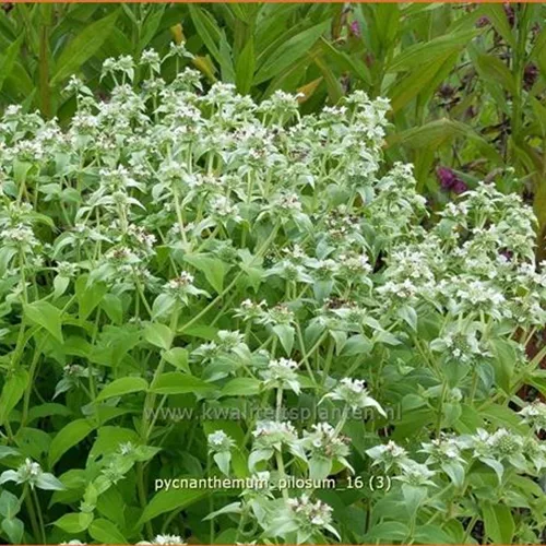 Pycnanthemum pilosum