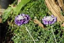 Primula capitata mooreana