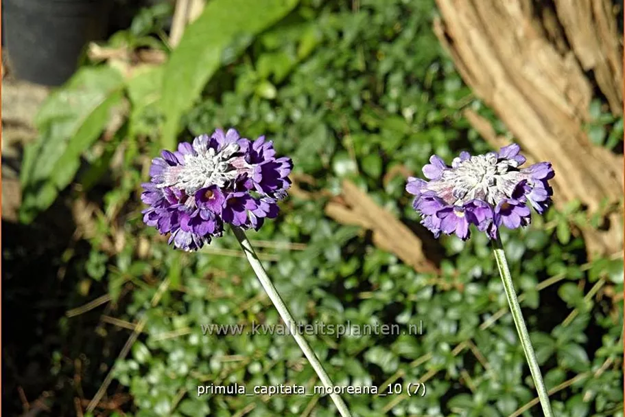 Primula capitata mooreana